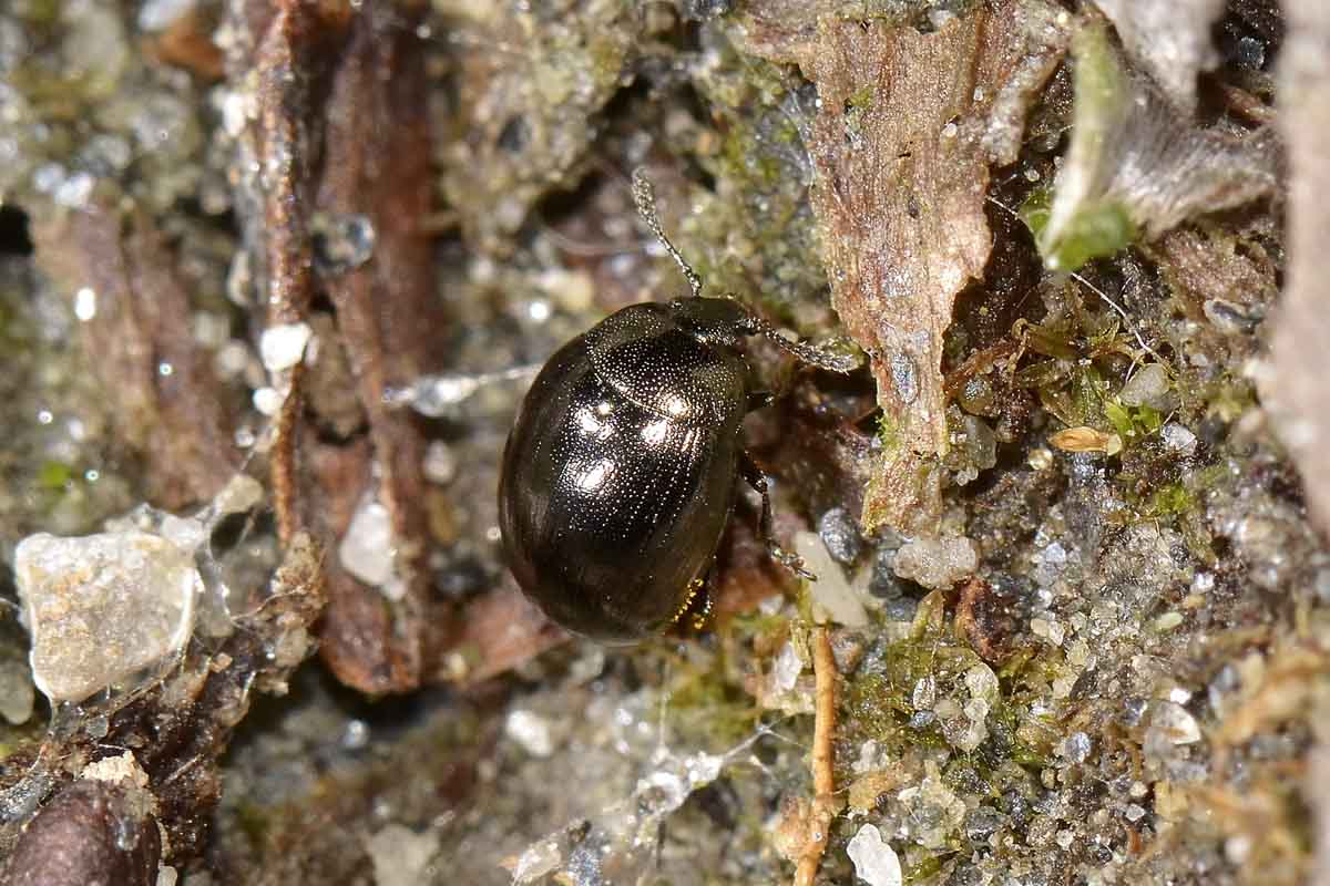 Phaedon sp., Chrysomelidae